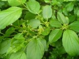 Rhamnus cathartica