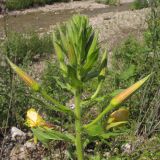 Oenothera glazioviana. Верхушка побега с соцветием. Краснодарский край, Крымский р-н, окр. ст. Неберджаевская, р. Богого, галечный берег. 14.06.2014.