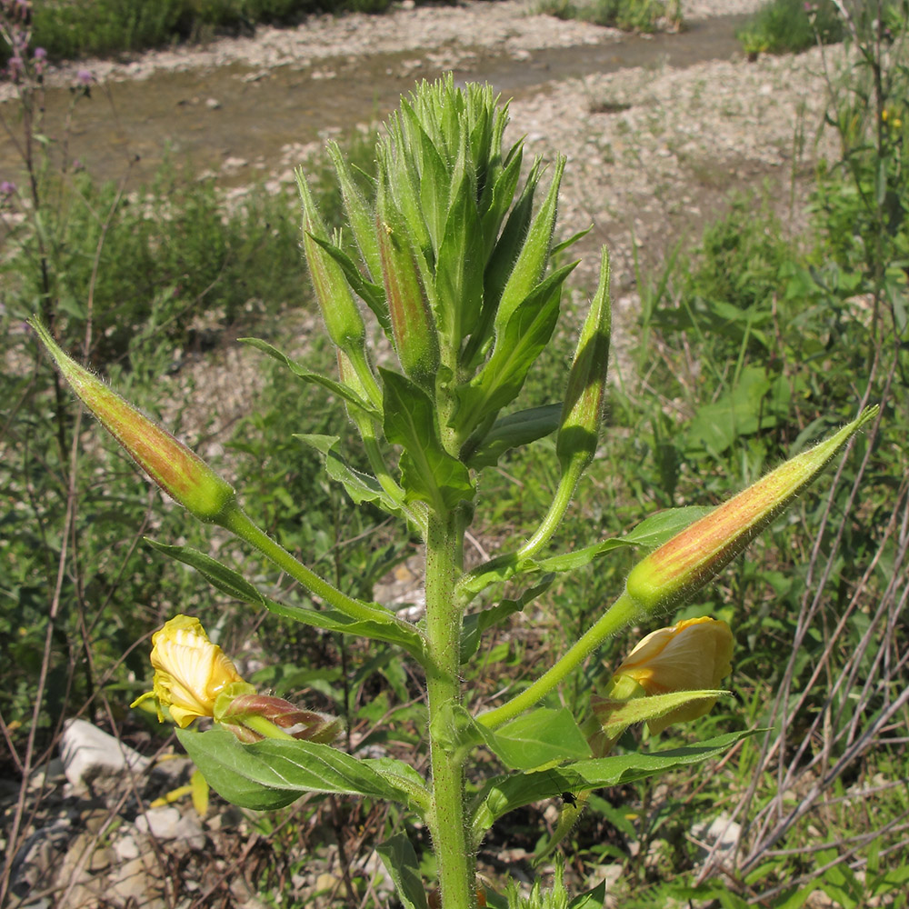 Image of Oenothera glazioviana specimen.