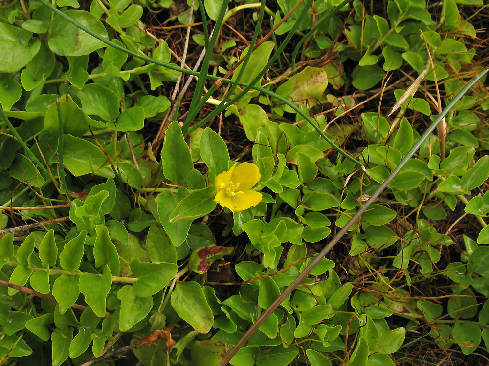 Изображение особи Lysimachia nummularia.