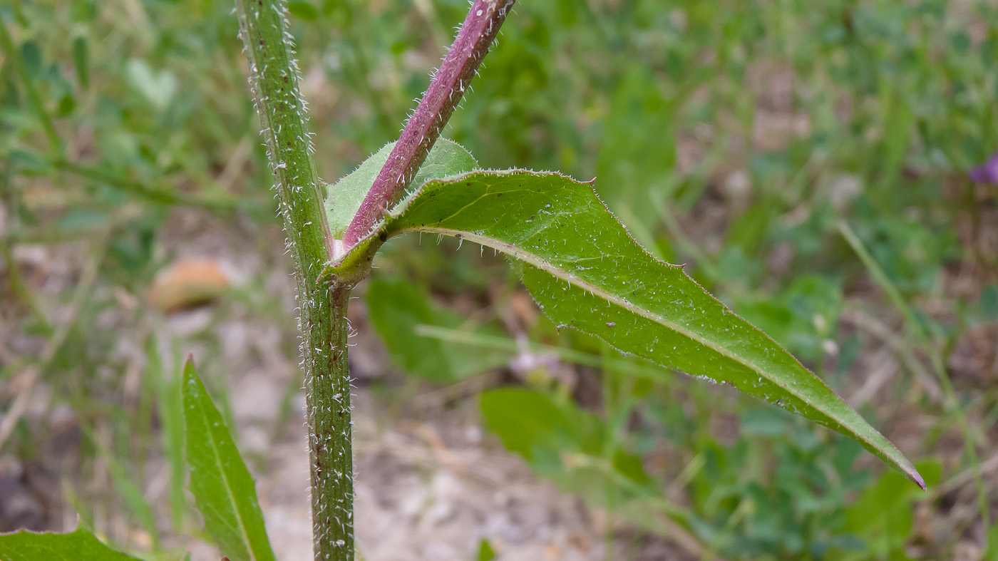 Изображение особи Cichorium intybus.