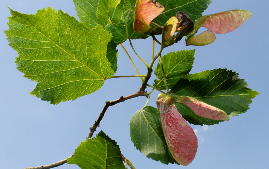 Image of Acer tataricum specimen.