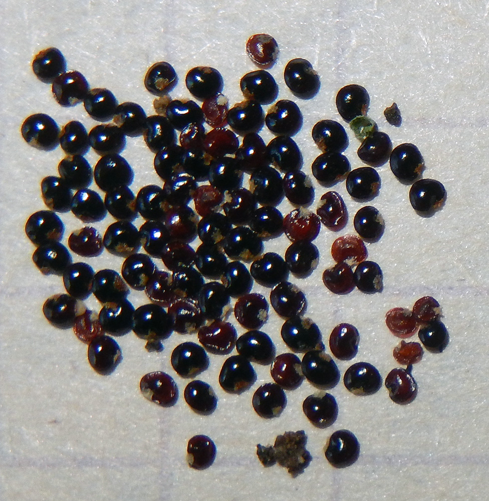 Image of Moehringia trinervia specimen.