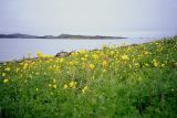 Trollius europaeus. Цветущие растения на морском берегу. Кольский п-ов, Восточный Мурман, губа Дальнезеленецкая. Начало июля 2003 г.