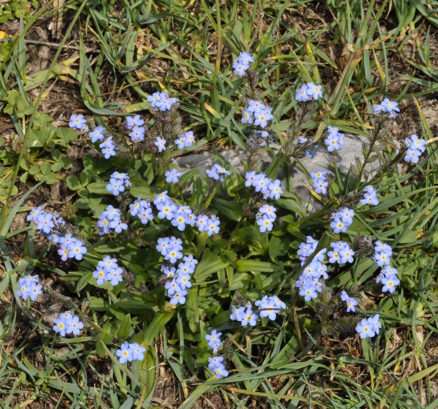 Image of Myosotis suaveolens specimen.