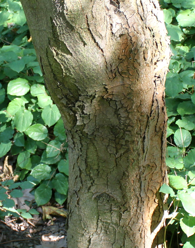 Image of Ostrya carpinifolia specimen.