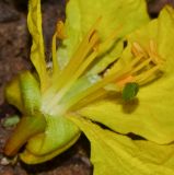 Peltophorum dubium