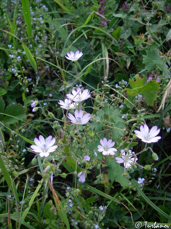 Image of Geranium pyrenaicum specimen.