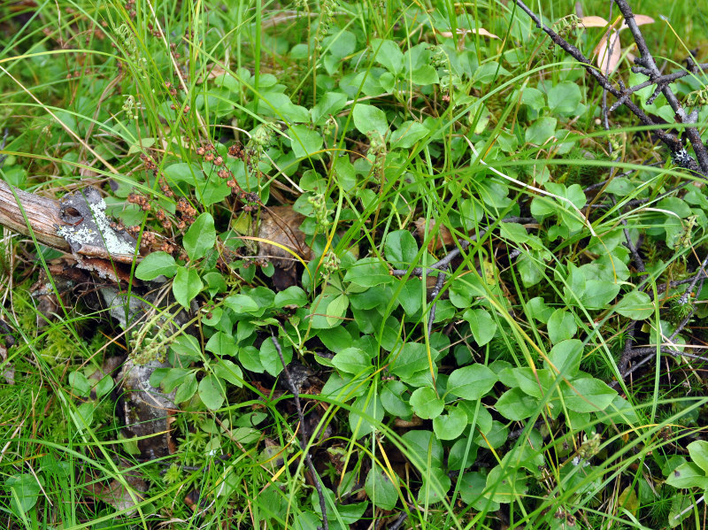 Image of Orthilia secunda specimen.