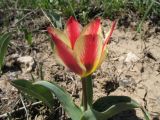 Tulipa berkariensis Rukšāns × Tulipa greigii Regel