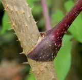 Aralia elata. Средняя часть побега с основанием черешка листа. Германия, г. Крефельд, Ботанический сад. 06.09.2014.