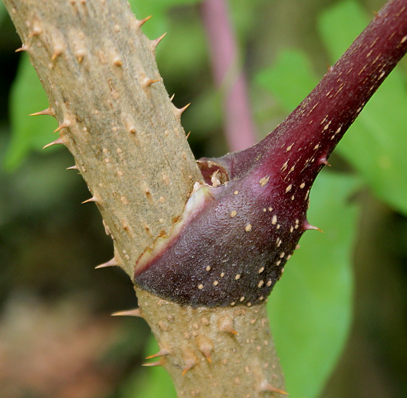 Image of Aralia elata specimen.