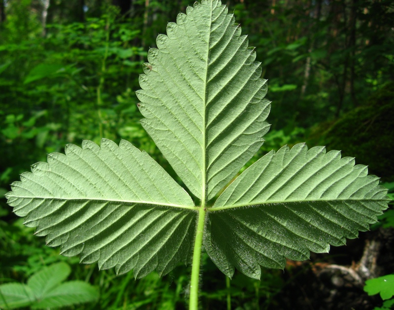 Image of Fragaria moschata specimen.