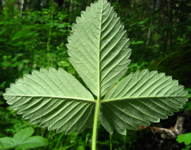 Изображение особи Fragaria moschata.