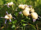 Aster amellus