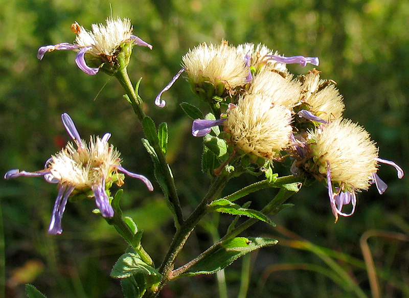 Изображение особи Aster amellus.