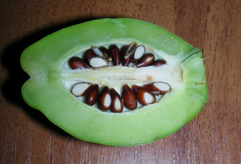 Image of Chaenomeles speciosa specimen.