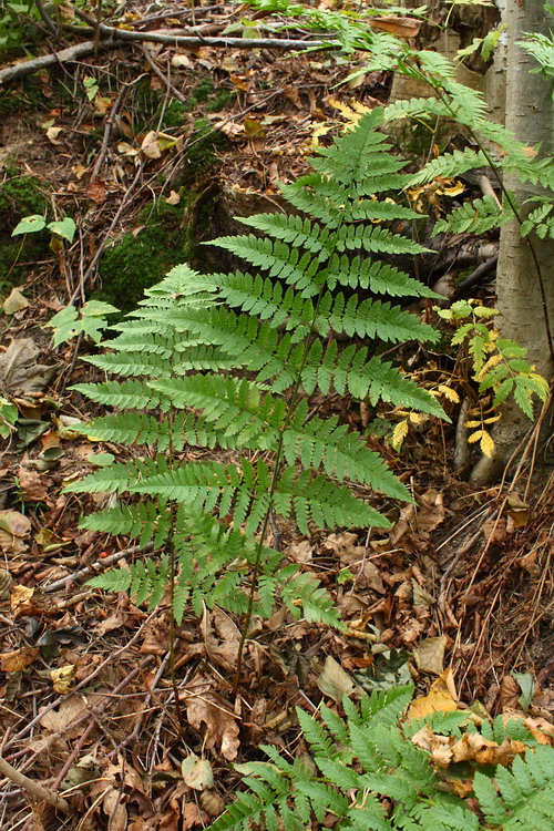 Image of Dryopteris carthusiana specimen.