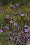 Lactuca tatarica. Часть соцветия. Белгородская обл., пос. Борисовка, зарастающий песчаный карьер. 01.07.2009.