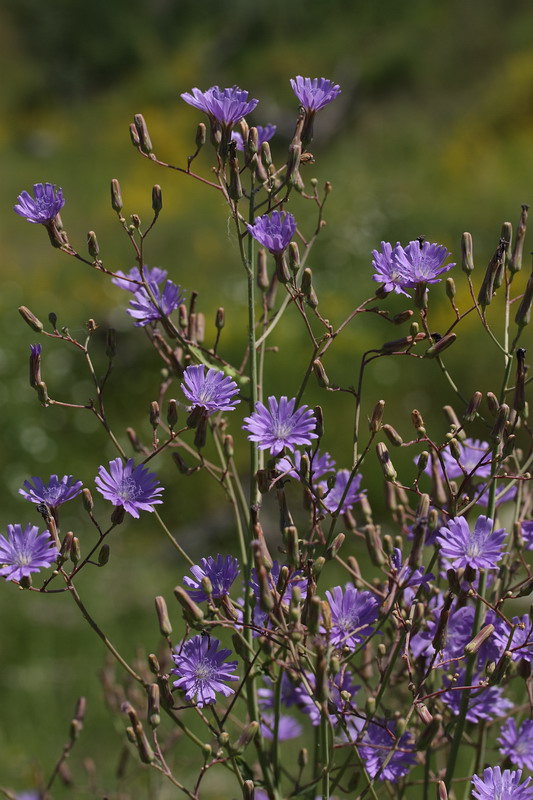 Image of Lactuca tatarica specimen.