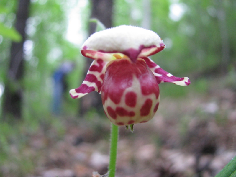 Image of Cypripedium guttatum specimen.