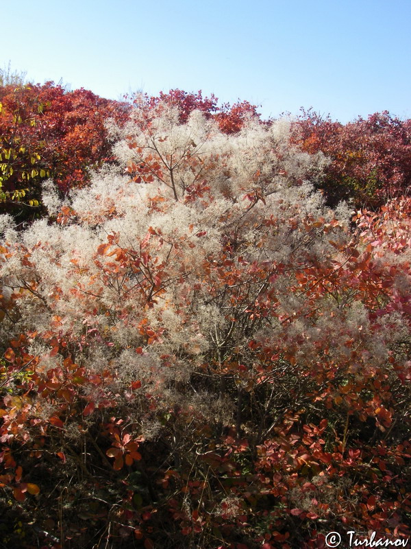 Изображение особи Cotinus coggygria.