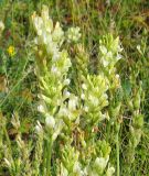 Oxytropis hippolyti