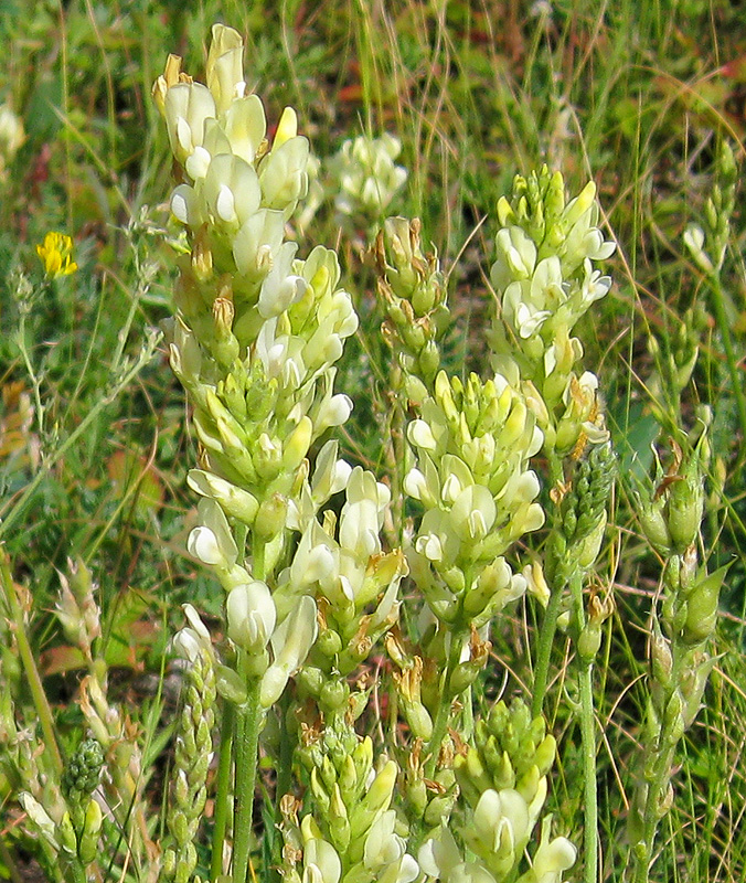 Image of Oxytropis hippolyti specimen.