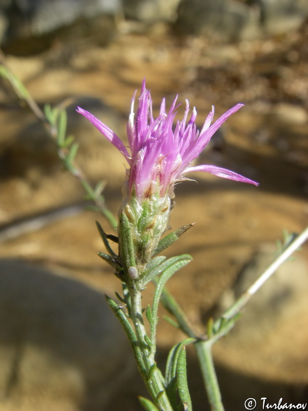 Изображение особи Centaurea stankovii.