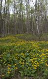 Caltha palustris. Аспект цветущих растений в сыром березняке. Архангельская обл., Соловки, о. Бол. Соловецкий. 31.05.2015.