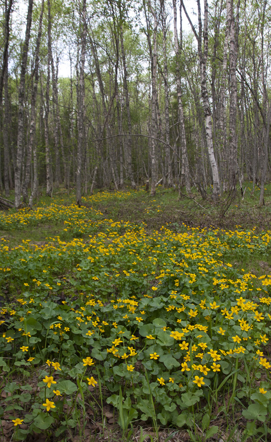 Изображение особи Caltha palustris.