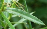 Cirsium setosum