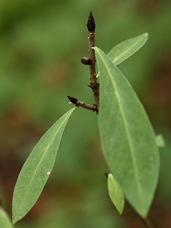 Image of Daphne mezereum specimen.