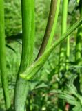 Ranunculus acris