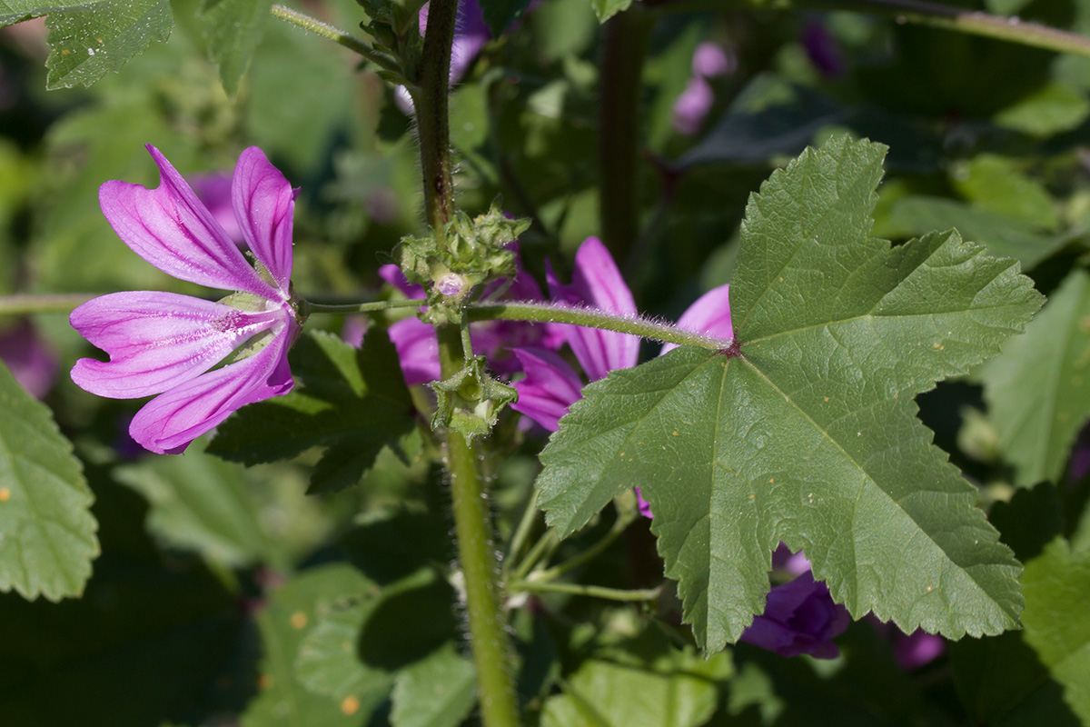 Image of Malva sylvestris specimen.