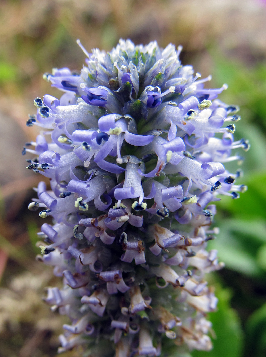 Image of Lagotis glauca specimen.