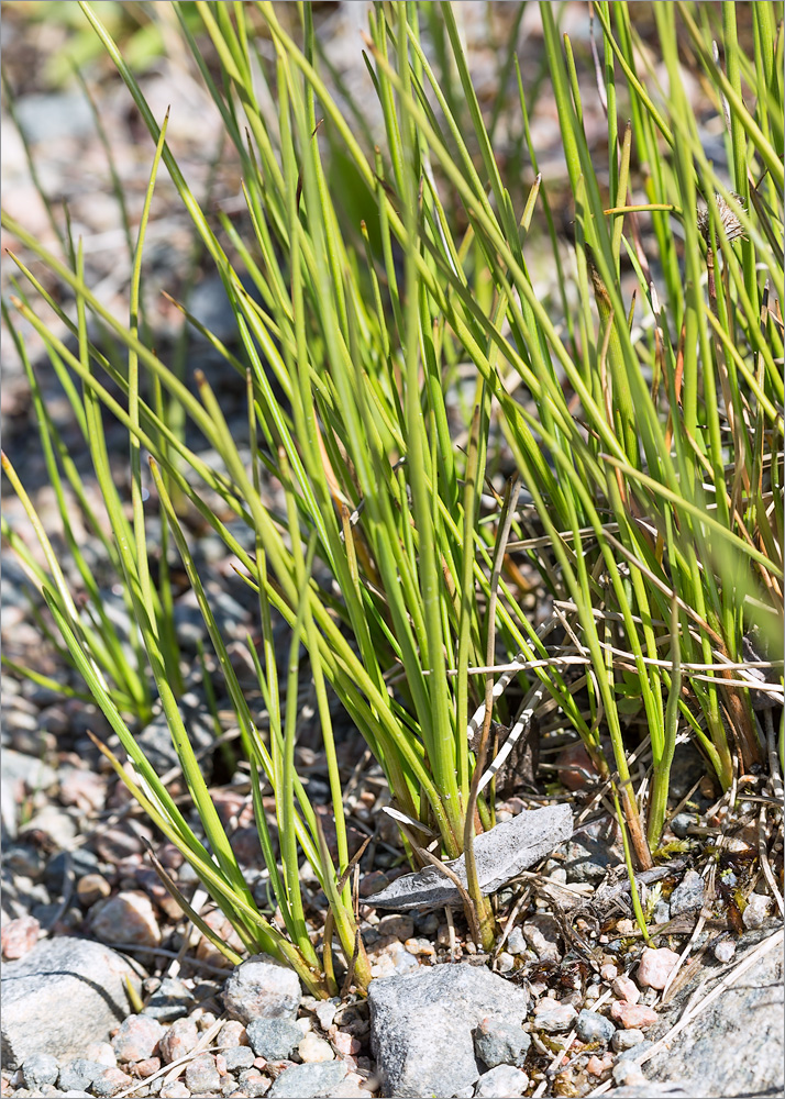 Изображение особи Eriophorum scheuchzeri.