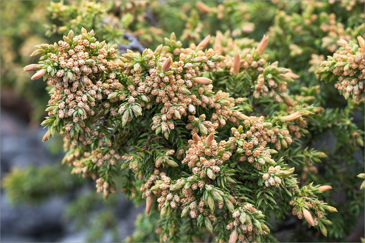 Изображение особи Juniperus sibirica.