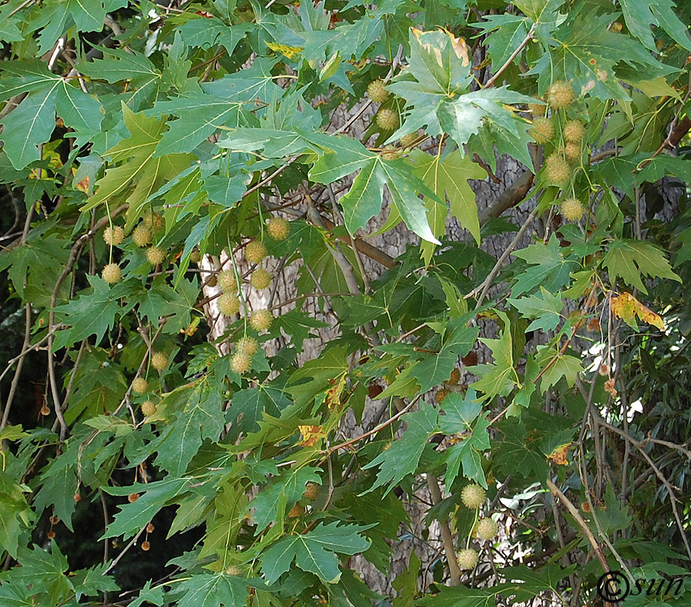 Изображение особи Platanus orientalis.