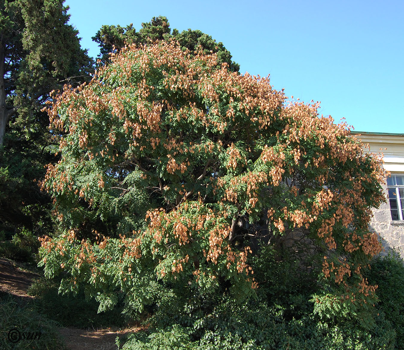 Изображение особи Koelreuteria paniculata.