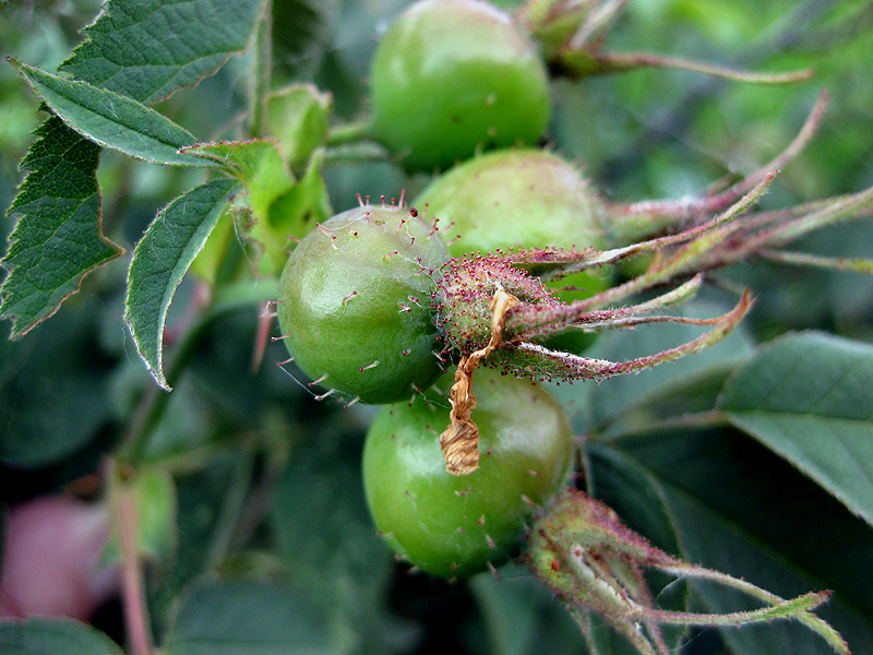 Image of Rosa villosa specimen.