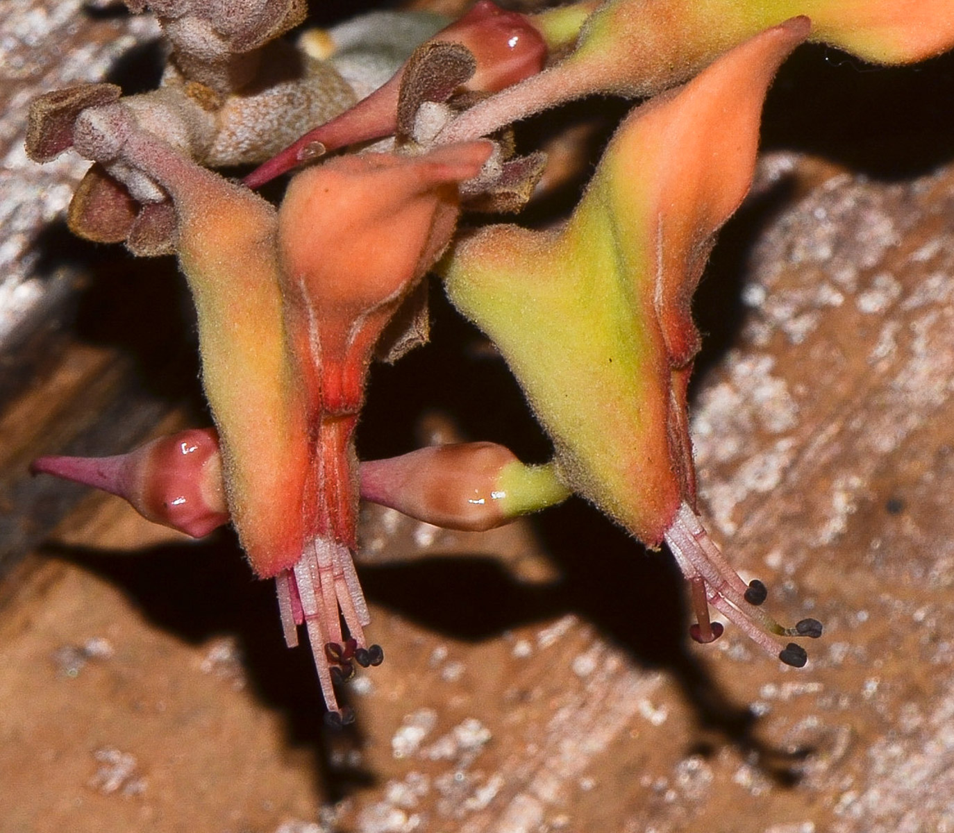 Image of Euphorbia lomelii specimen.