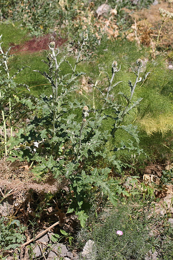 Изображение особи Echinops talassicus.