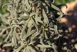 Echium angustifolium