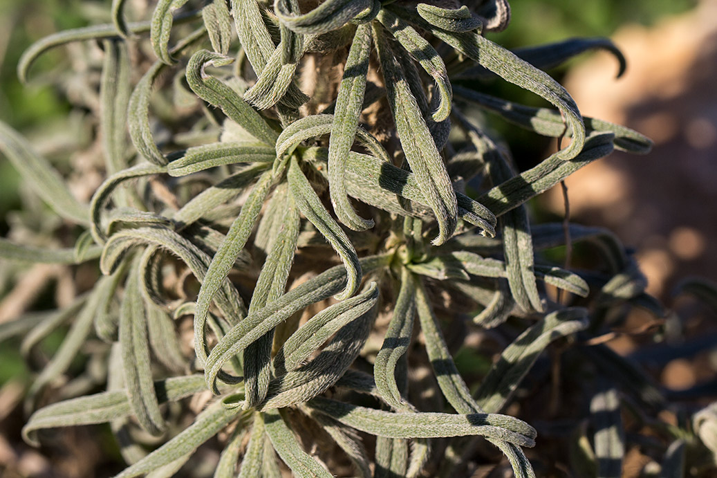 Image of Echium angustifolium specimen.