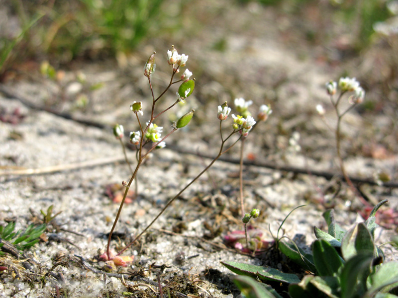 Изображение особи Erophila verna.