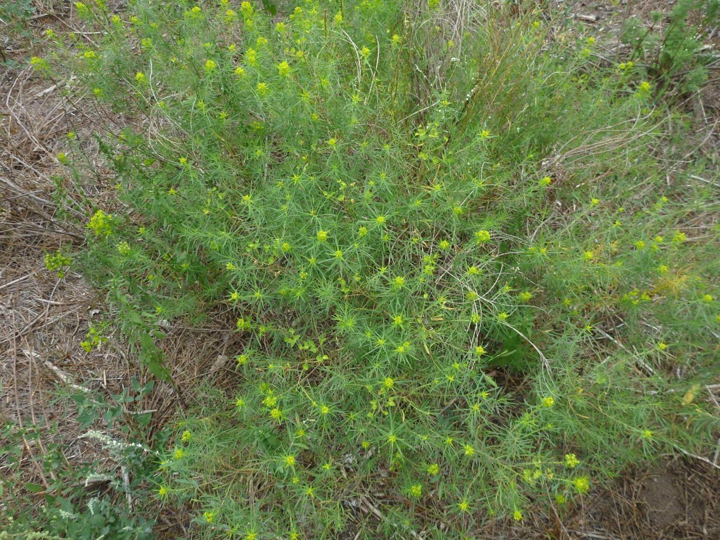 Изображение особи Euphorbia uralensis.