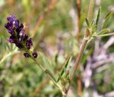 Medicago tianschanica. Часть побега с соцветием и листьями. Кыргызстан, Нарынская обл., правый берег р. Нарын, окр. с. Ак-Булун, I надпойменная терраса. 05.07.2015.