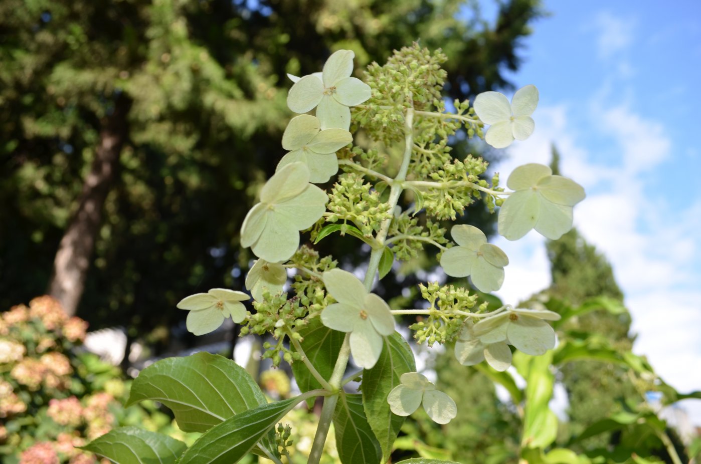 Image of Hydrangea paniculata specimen.