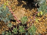 Dudleya cespitosa. Расцветающее растение (рядом самосев Eschscholzia californica). США, Калифорния, Санта-Барбара, ботанический сад. 18.02.2014.